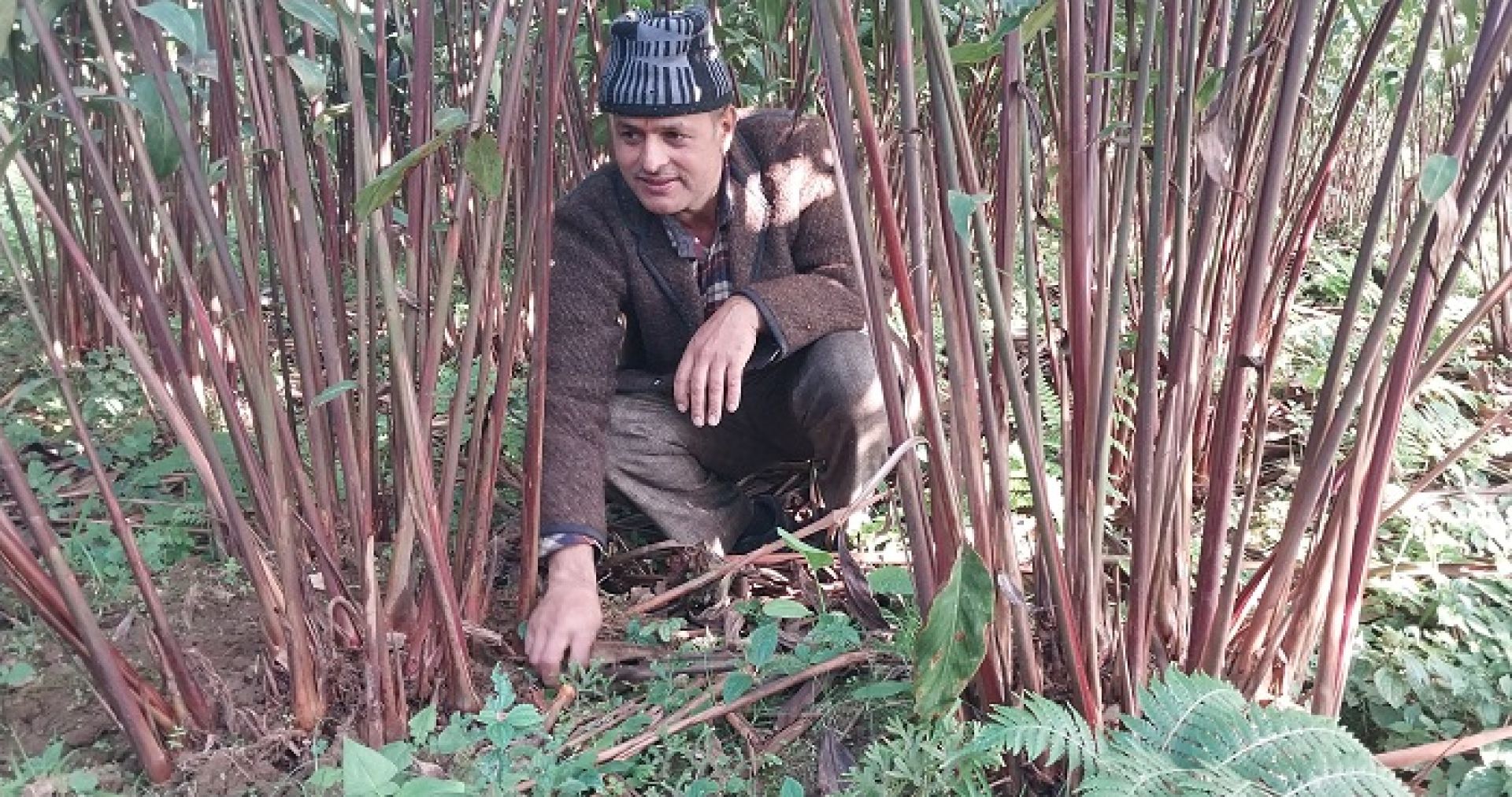 एकै परिवारद्वारा एक वर्षमा ३४ लाखको अलैँची उत्पादन